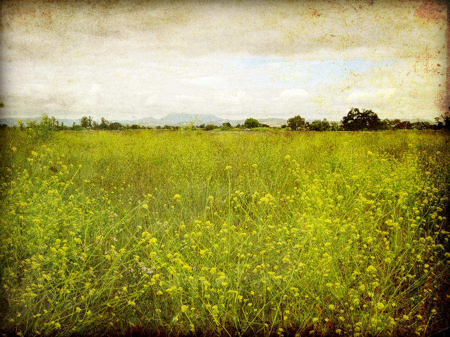 Mustard Field Photograph by Lupen Grainne