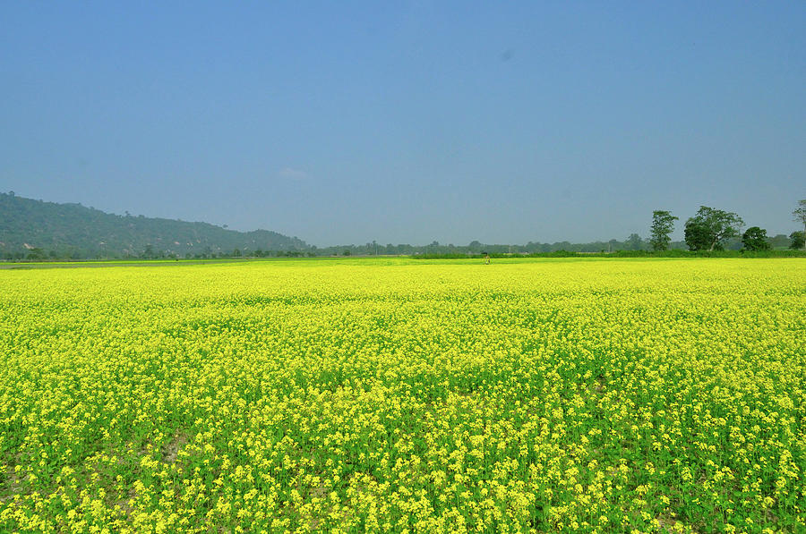 Mustard Fields Photograph by The Travelling Slacker
