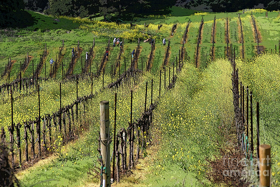 Mustard Greens Napa Vineyards California Wine Country  Photograph by Chuck Kuhn