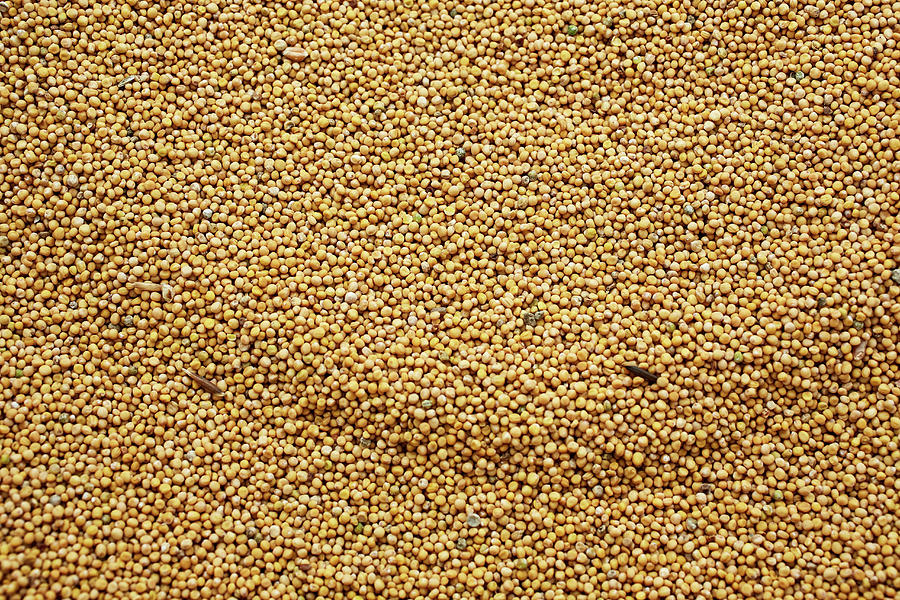 Mustard Seeds full-frame Photograph by Herbert Lehmann