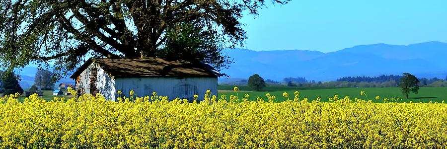 Mustard Shed Tree Photograph by Jerry Sodorff