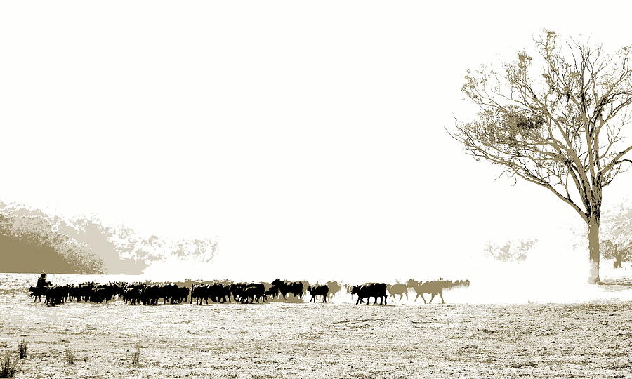 Mustering Cattle in the High Country Photograph by Lexa Harpell