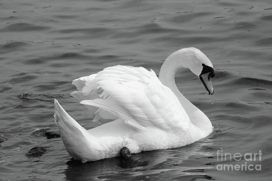 Mute Swan 182 bw Donegal Ireland Photograph by Eddie Barron
