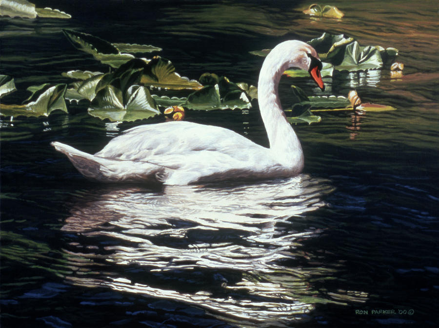 Mute Swan And Lily Pads Painting by Ron Parker