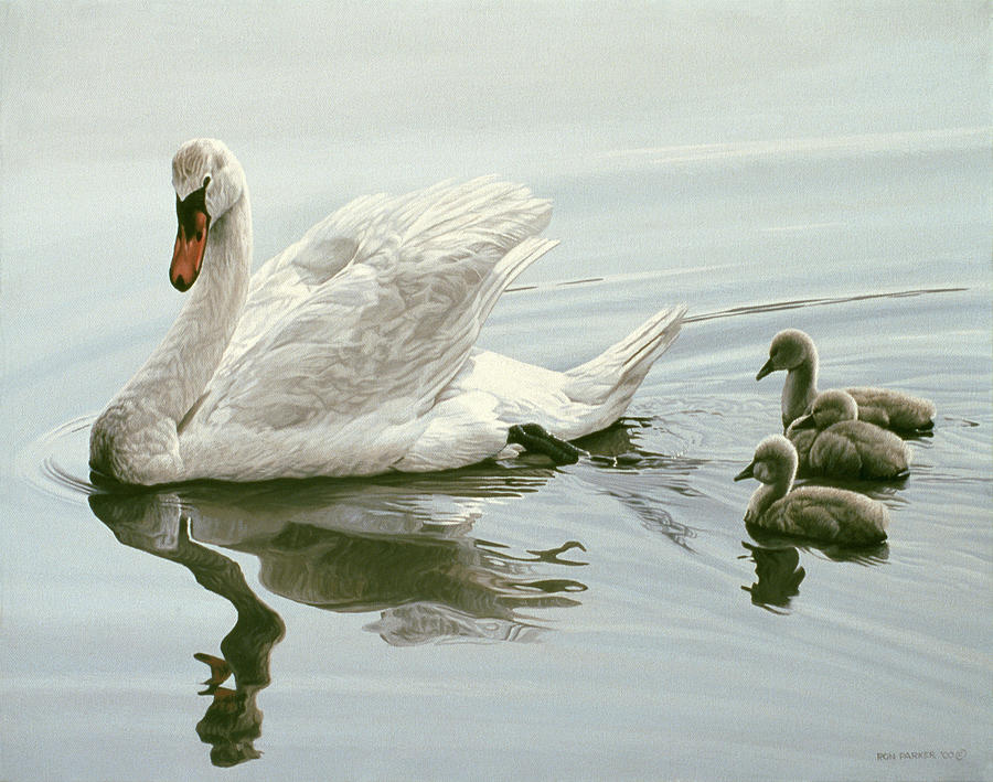 Mute Swan And Three Cygnets Painting by Ron Parker