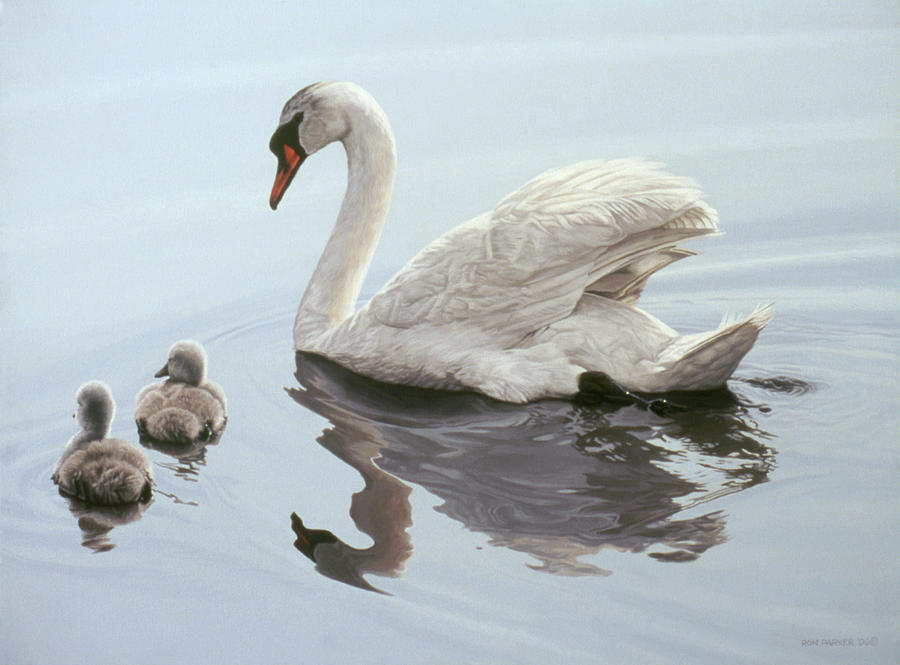 Mute Swan And Two Cygnets Painting by Ron Parker Mute Swan And Two Cygnets Painting by Ron Parker