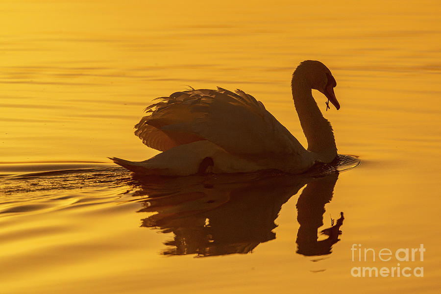 Mute Swan Photograph by Bob Gibbons/science Photo Library