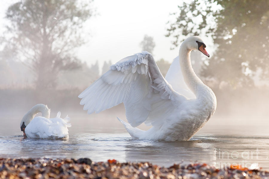 Love Photograph - Mute Swan Cygnus Olor Stretching On A by Kevin Day Love Photograph - Mute Swan Cygnus Olor Stretching On A by Kevin Day