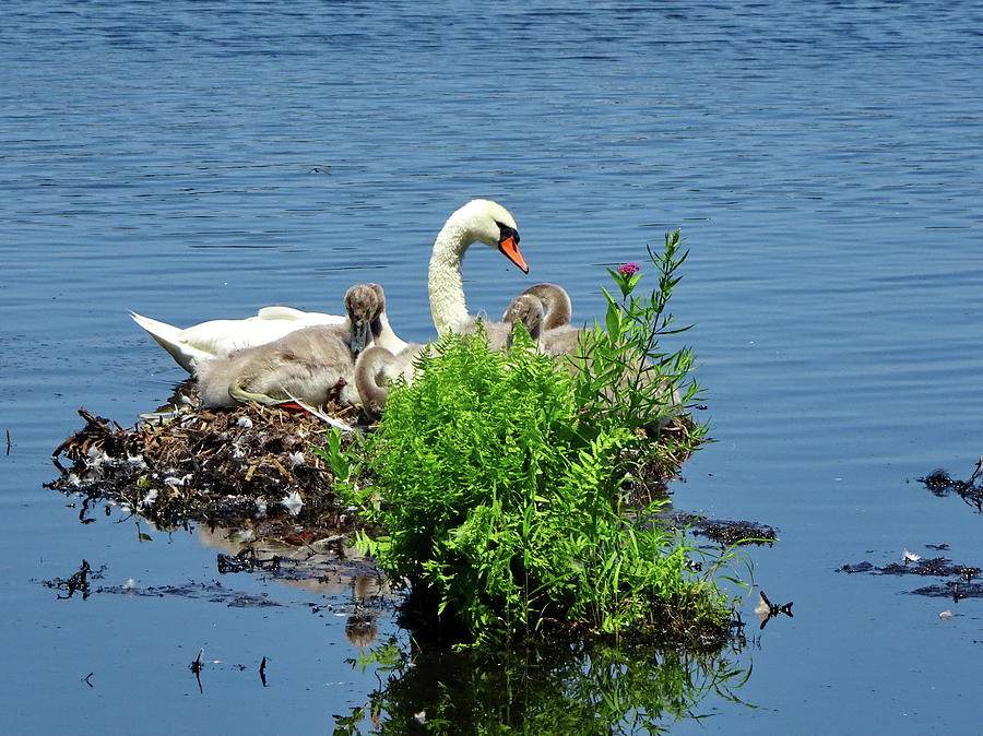Mute Swan Family Photograph by Lyuba Filatova
