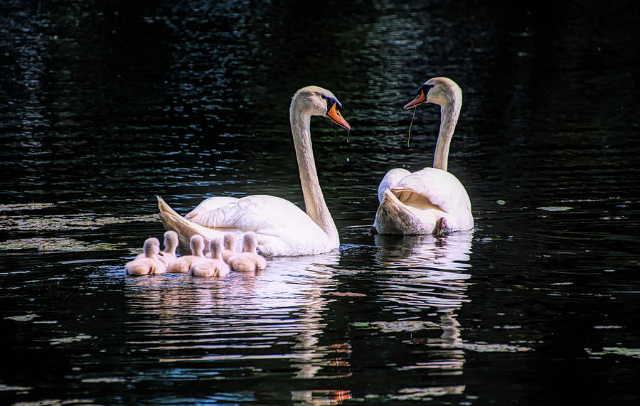Mute Swan Family Photograph by Steph Gabler