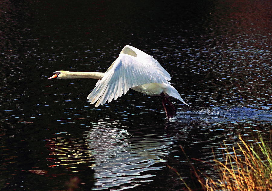 Mute Swan in Flight Photograph by Jeff Townsend