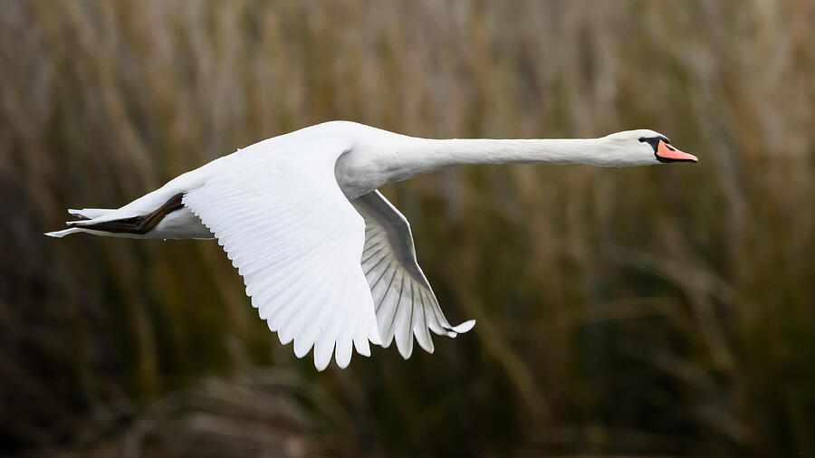 Mute Swan Photograph by Moses Wang