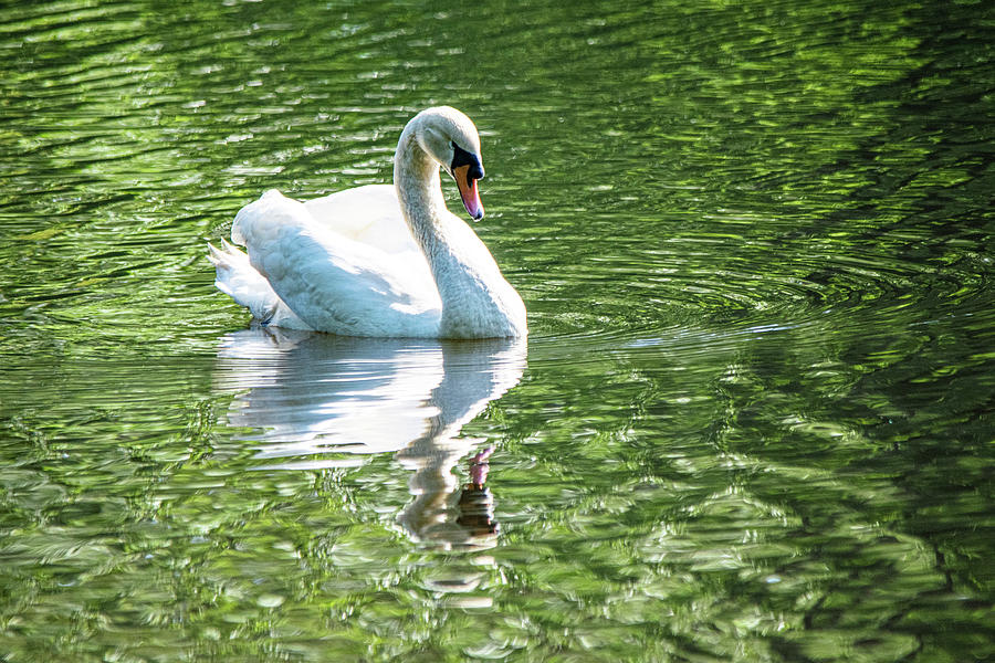 Mute Swan on Green Photograph by Mary Ann Artz