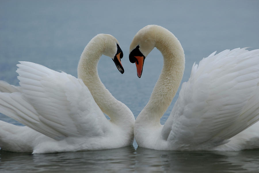 Mute Swan Pair Courting. Walthamstow Reservoir, London Photograph by ...