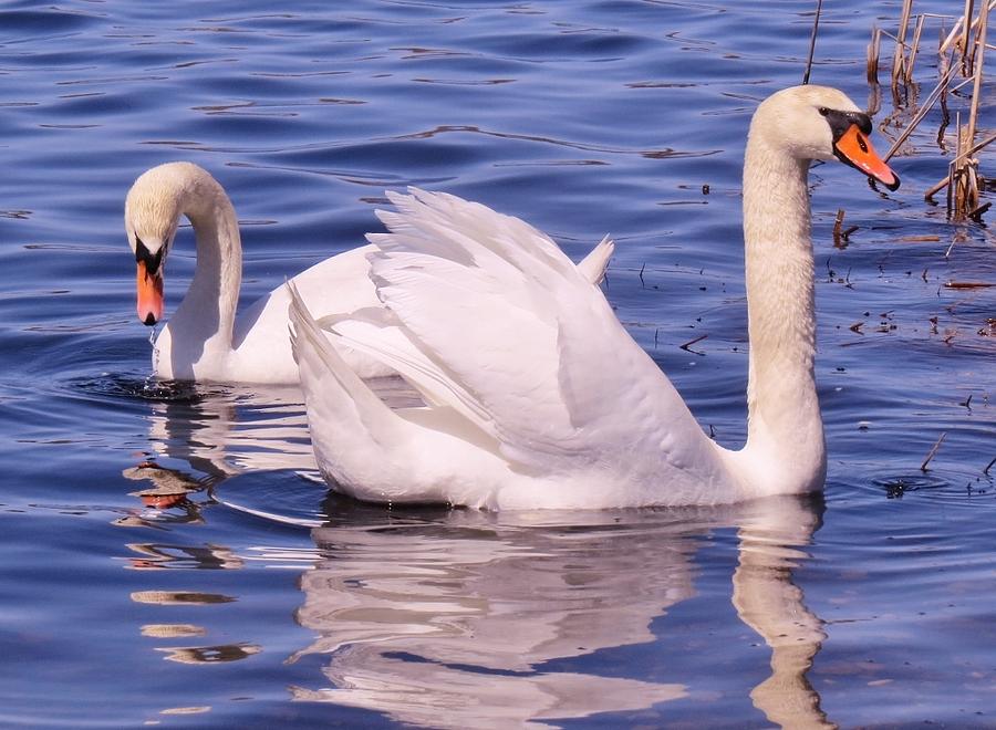 Mute Swan Pair Photograph by Elaine Franklin