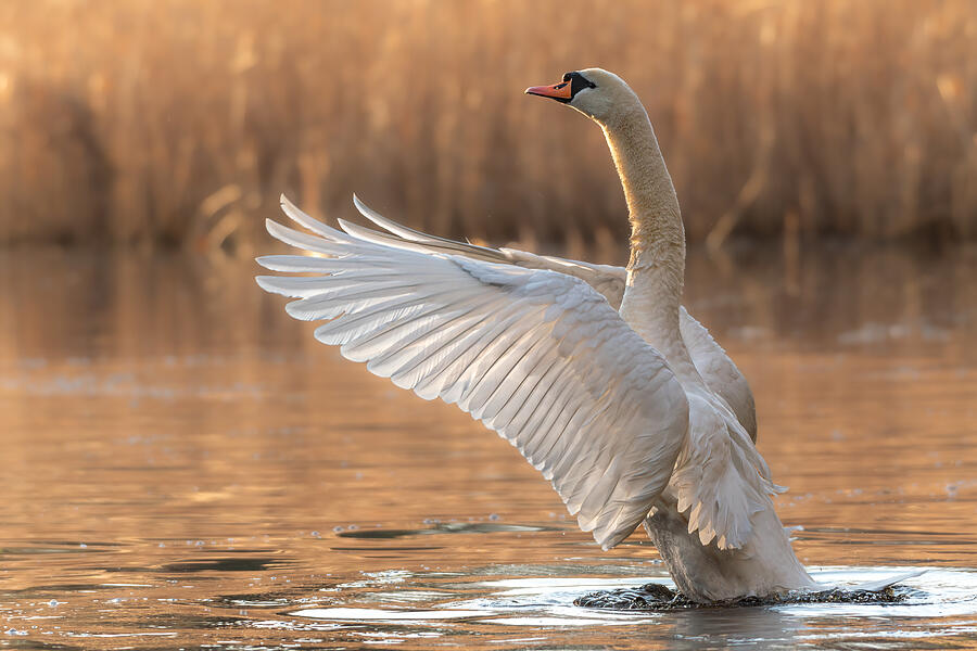 Mute Swan Photograph by Petrica Bratila