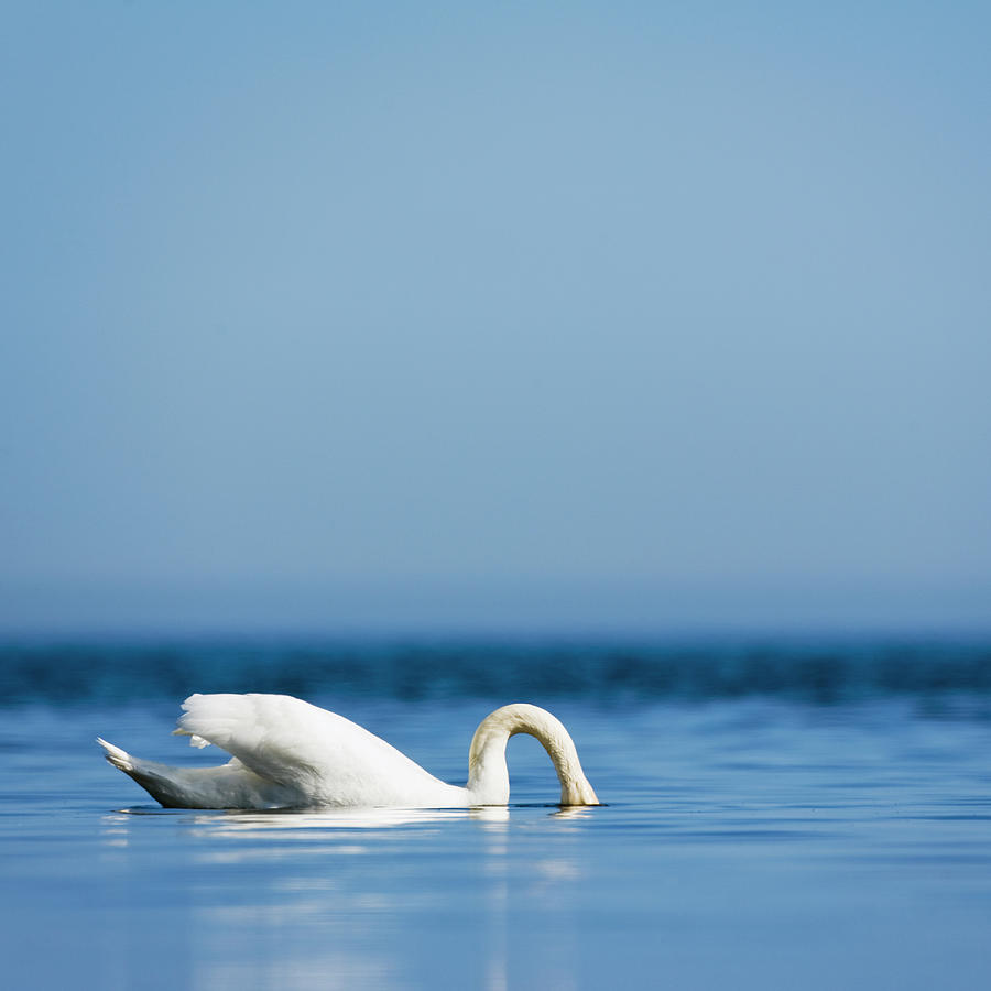 Mute Swan Photograph by Roine Magnusson
