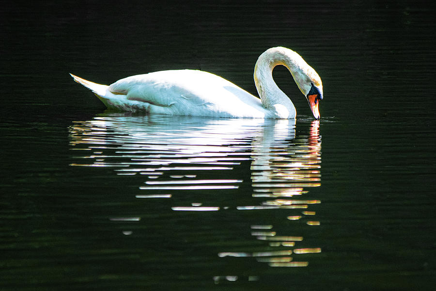 Mute Swan Sipping Photograph by Mary Ann Artz