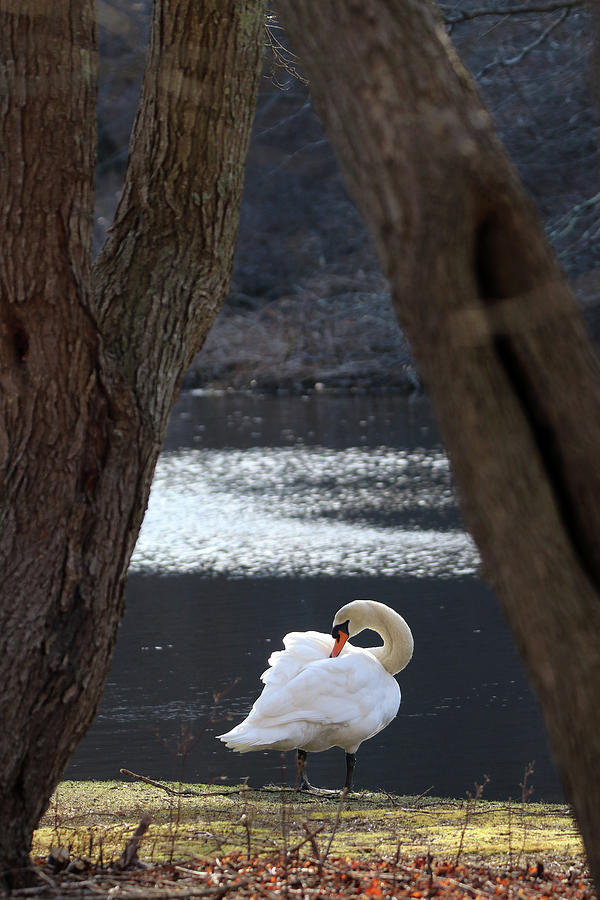 Mute Swan Smithtown New York Photograph by Bob Savage