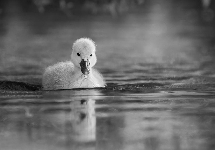 Mute Swan Photograph by Svein Ove Linde