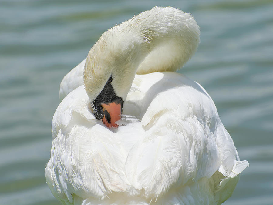 Mute Swan Photograph by Zina Stromberg