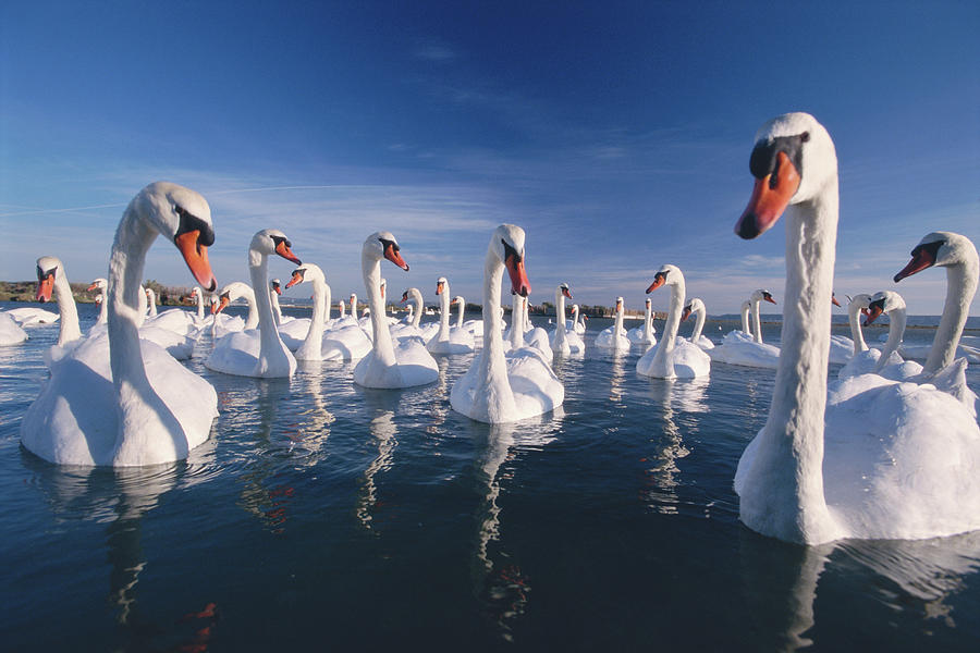 Mute Swans  Cygnus Olor On Lake Wide Photograph by Mike Hill
