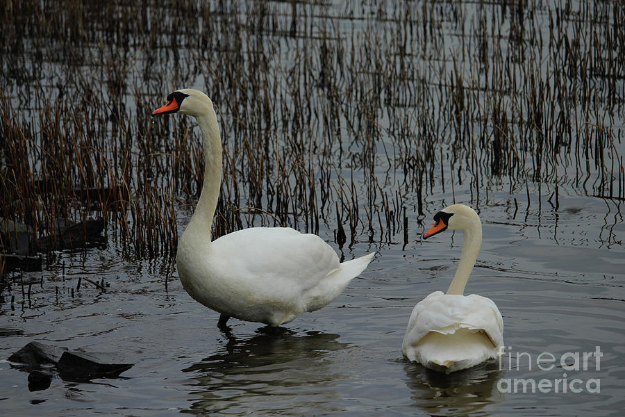 Mute Swans Donegal Ireland Photograph by Eddie Barron