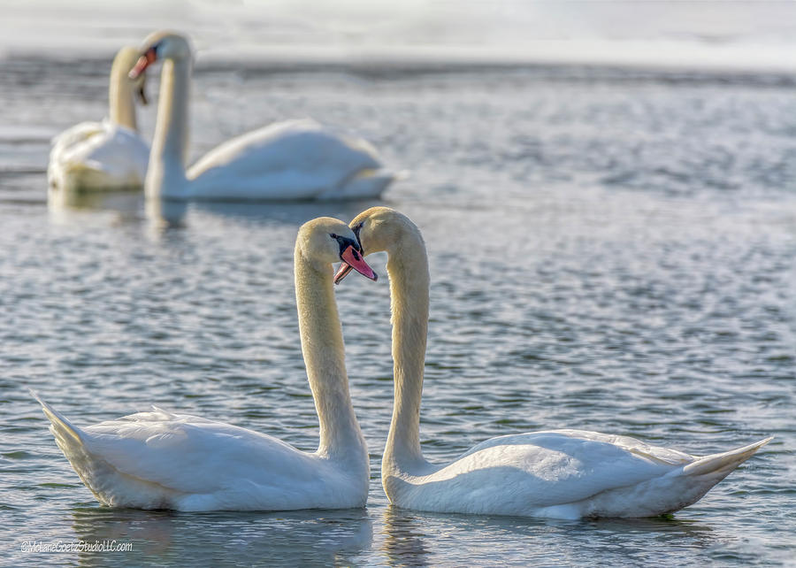 Mute Swans in Love Photograph by LeeAnn McLaneGoetz McLaneGoetzStudioLLCcom