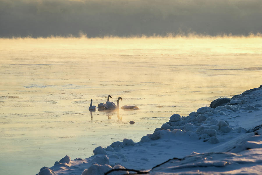 Mute Swans Singing in the Cold Photograph by Georgia Mizuleva
