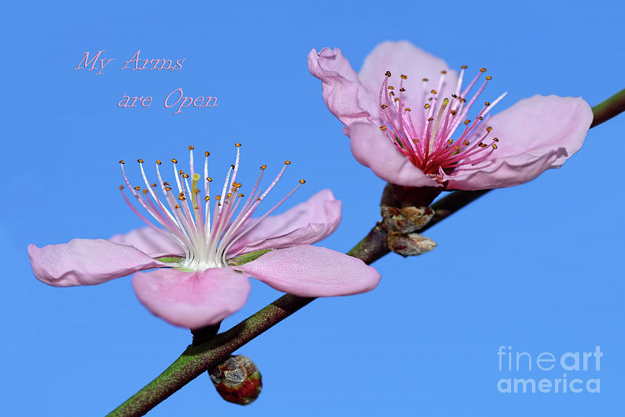 Spring Photograph - My Arms are Open by Kaye Menner