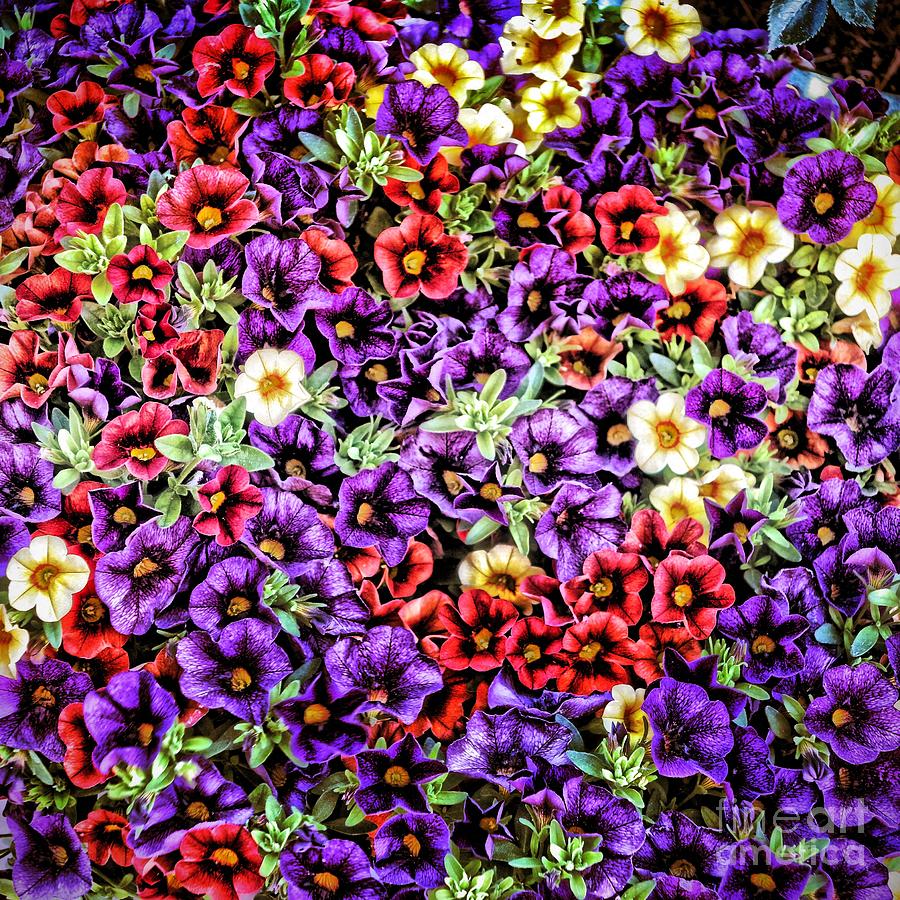 My beautiful Flowers Photograph by Phyllis Kaltenbach