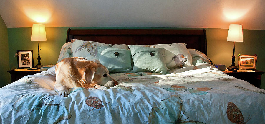 My bed Photograph by David Pratt