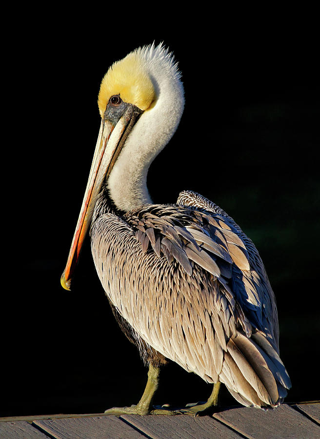 My Best Side - Brown Pelican Photograph by HH Photography of Florida