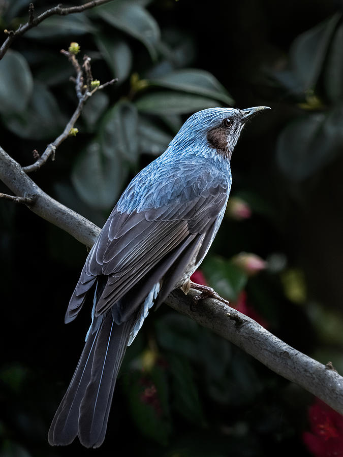 Nature Photograph - My Blue Bird by Takiko Hirai