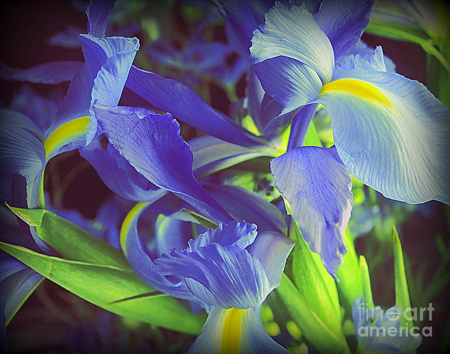 My Blue Irises Photograph by Dora Sofia Caputo