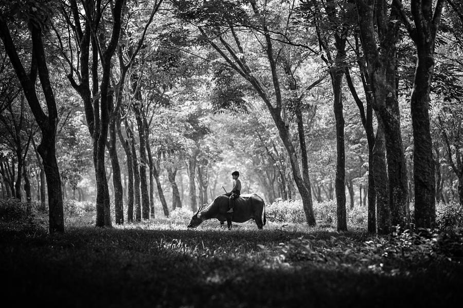Black And White Photograph - My Carabao by Gunarto Song