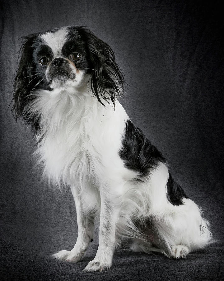 My Dog Casper Photograph by Rudy Umans