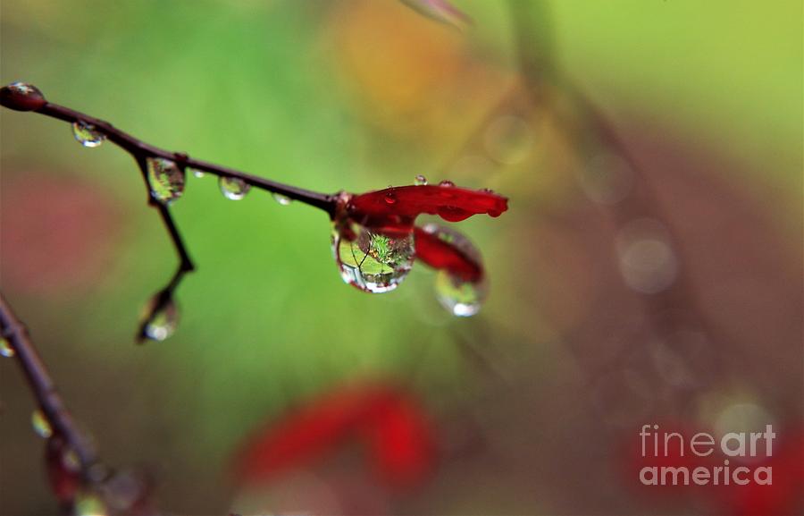 My Eyes Adore Thee by Dee Leah G My Eyes Adore Thee by Dee Leah G