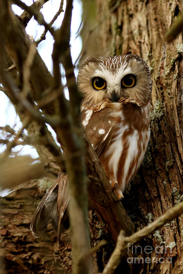 My first northern saw whet owl Photograph by Heather King