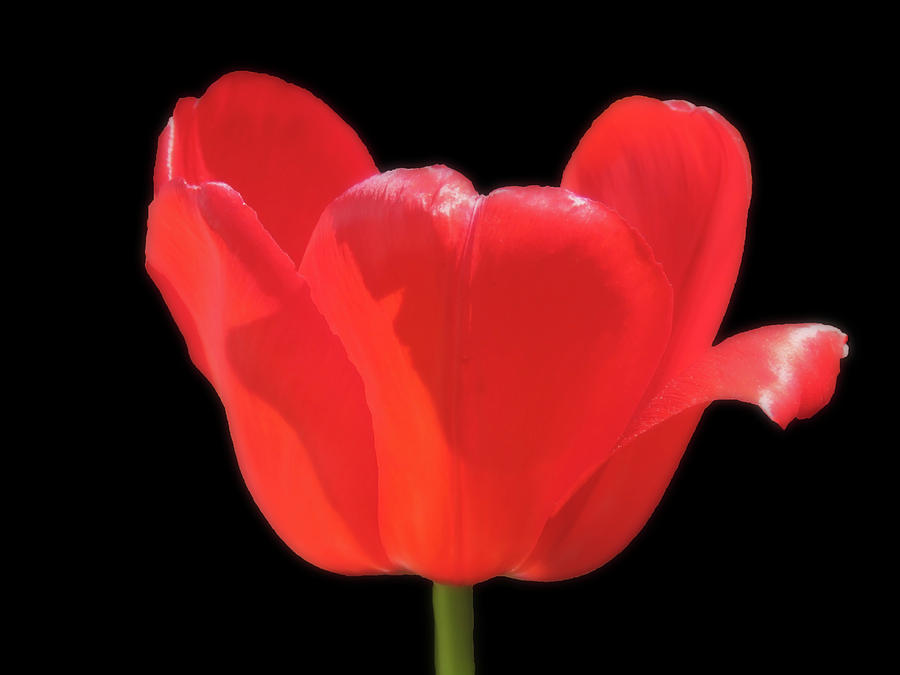 My Funny Red Tulip In The Sunlight Photograph by Johanna Hurmerinta