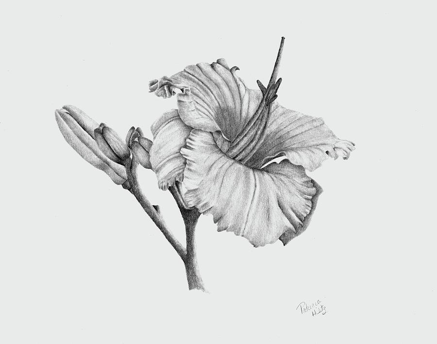 My Garden Lilies Drawing by Patricia Hiltz