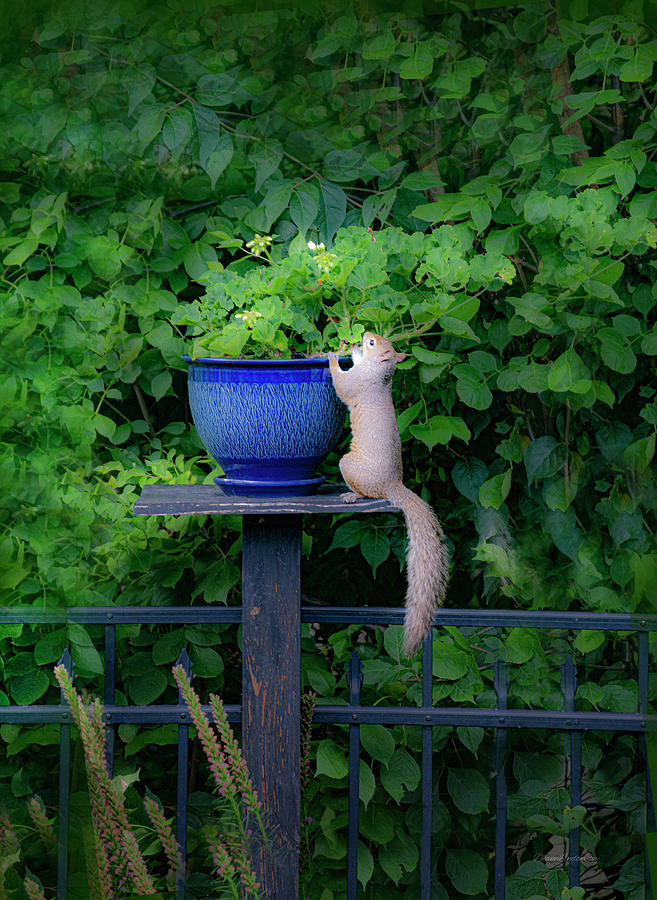 My Garden Squirrel Photograph by Diane Lindon Coy