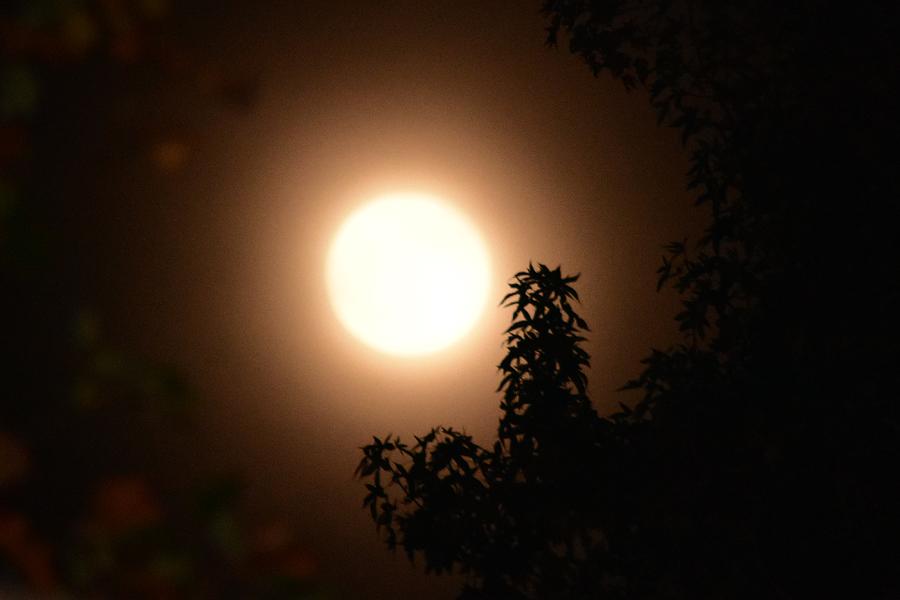 My Hunters Moon Photograph by Eileen Brymer
