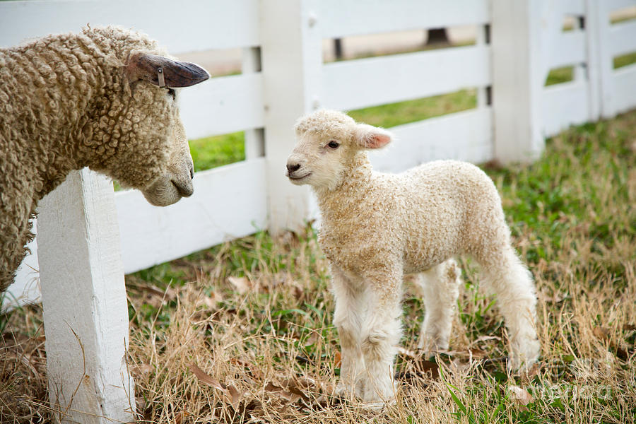 My Lamb Photograph by Lara Morrison