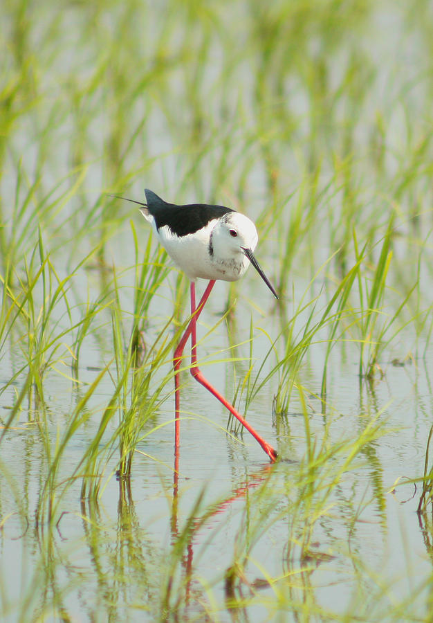 My Legs So Long Photograph by Damon Bay