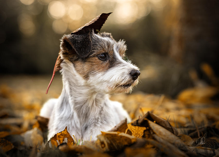 My Little Dog Photograph by Christiane Heggemann - Fine Art America