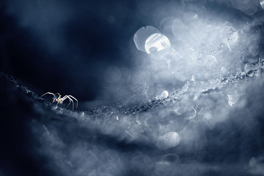 Spider Photograph - My Little World by Ahmad Baihaki
