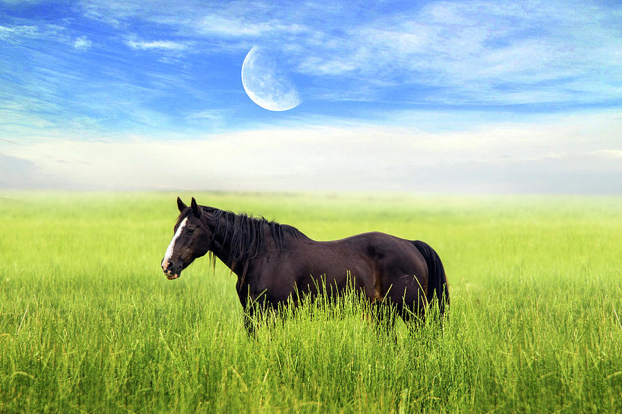 Animal Mixed Media - My Love For Horse 2 by Ata Alishahi