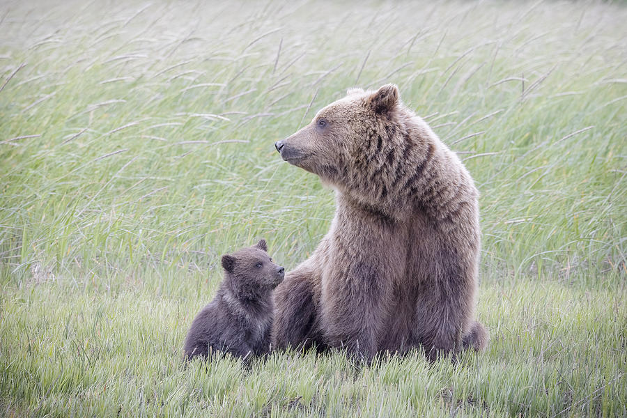 Bear Photograph - My Mom - My Best Friend by Renee Doyle