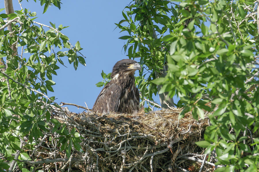 My Nest Photograph by Ronnie And Frances Howard